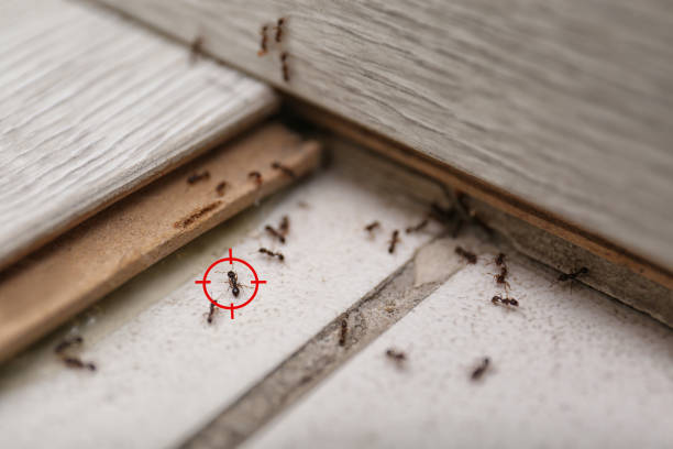 Best Affordable Pest Control Services  in Upper Greenwood Lake, NJ