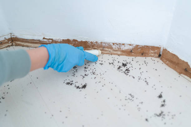 Best Flea Control Services  in Upper Greenwood Lake, NJ